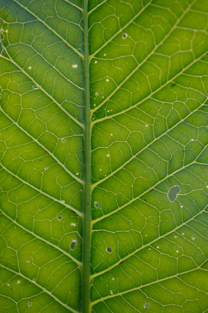The texture of the horseradish leaf is close-up with veins and holes in the backlight.の写真素材