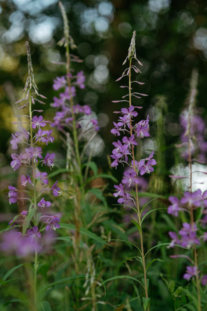 Blooming fireweed in a natural environment in a clearing of the northern forest in the rays of the setting sun.の写真素材