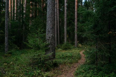 Landscape. Mysterious northern forest after sunset on an autumn evening.の写真素材