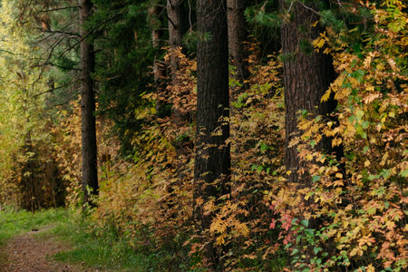 Landscape. Autumn forest in the evening after sunset with a path leading through the trees.の写真素材
