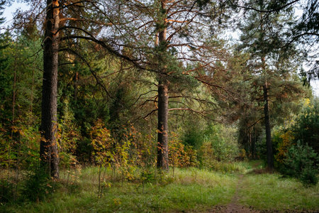 Landscape. Autumn forest at sunset with tall pines and bright colorful leavesの写真素材