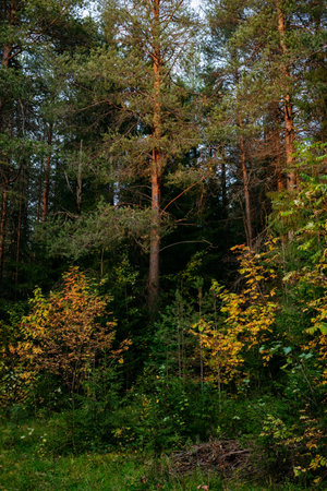 Landscape. Autumn forest at sunset with tall pines and bright colorful leavesの写真素材