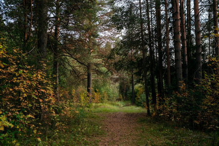 Landscape. Autumn forest in the evening after sunset with a path leading through the trees.の写真素材
