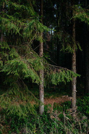 Landscape. Mysterious northern forest after sunset on an autumn evening.の写真素材
