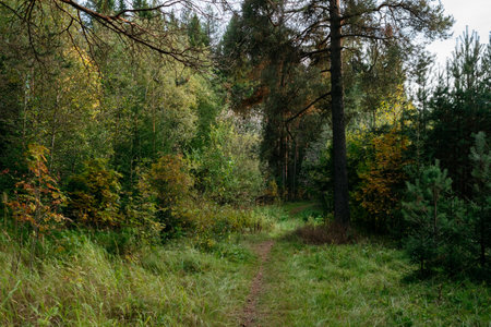 Landscape. Autumn forest in the evening after sunset with a path leading through the trees.の写真素材