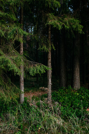 Landscape. Mysterious northern forest after sunset on an autumn evening.の写真素材