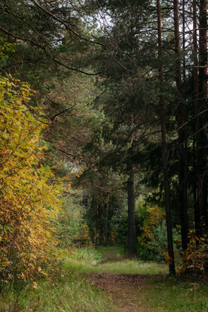 Landscape. Autumn forest in the evening after sunset with a path leading through the trees.の写真素材