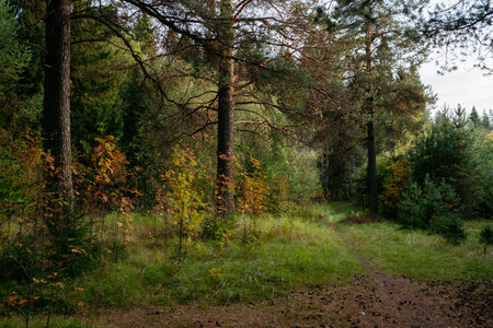 Landscape. Autumn forest in the evening after sunset with a path leading through the trees.の写真素材