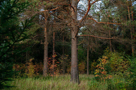 Landscape. Autumn forest at sunset with tall pines and bright colorful leavesの写真素材