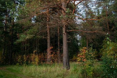 Landscape. Autumn forest at sunset with tall pines and bright colorful leavesの写真素材