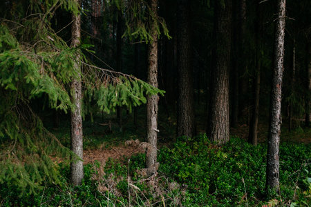 Landscape. Mysterious northern forest after sunset on an autumn evening.の写真素材