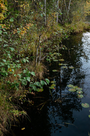 Forest lake in autumn after sunset with water lilies and cold water.の写真素材