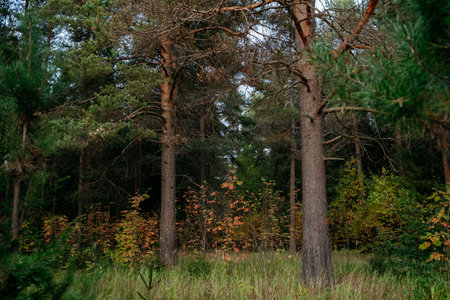 Landscape. Autumn forest at sunset with tall pines and bright colorful leavesの写真素材