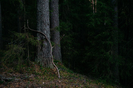 Landscape. Mysterious northern forest after sunset on an autumn evening.の写真素材