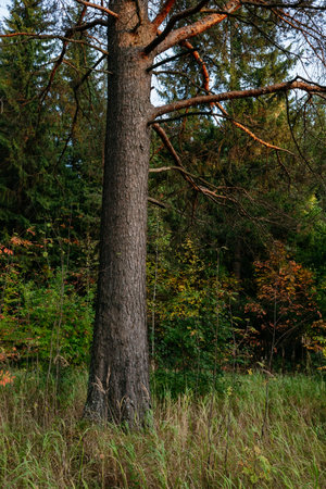 Landscape. Autumn forest at sunset with tall pines and bright colorful leavesの写真素材