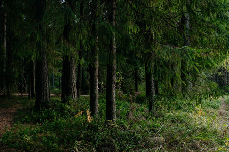 Landscape. Mysterious northern forest after sunset on an autumn evening.の写真素材