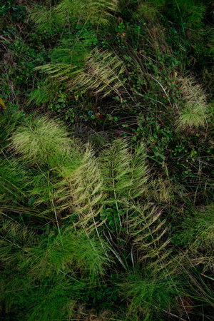 Detail of the northern autumn forest. Fallen horsetail close-up,の写真素材