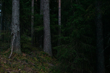 Landscape. Mysterious northern forest after sunset on an autumn evening.の写真素材