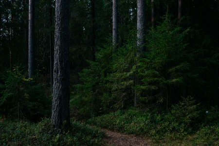Landscape. Mysterious northern forest after sunset on an autumn evening.の写真素材