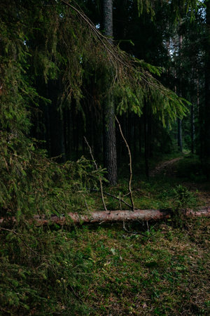 Landscape. A mysterious northern forest after sunset on an autumn evening with a fallen tree lying across the path leading into the distanceの写真素材