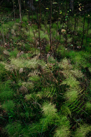 Detail of the northern autumn forest. Fallen horsetail close-up,の写真素材
