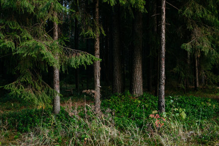 Landscape. Mysterious northern forest after sunset on an autumn evening.の写真素材