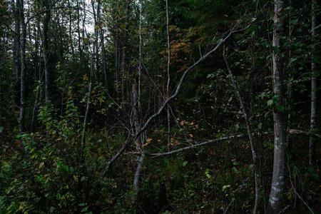 Landscape. Mysterious northern forest after sunset on an autumn evening. Trees in close-up at the place of the windfall.の写真素材