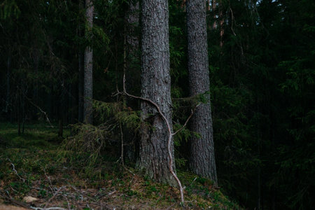 Landscape. Mysterious northern forest after sunset on an autumn evening.の写真素材