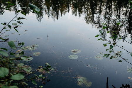 Forest lake in autumn after sunset with water lilies and cold water.の写真素材