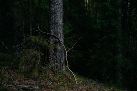 Landscape. Mysterious northern forest after sunset on an autumn evening.の写真素材