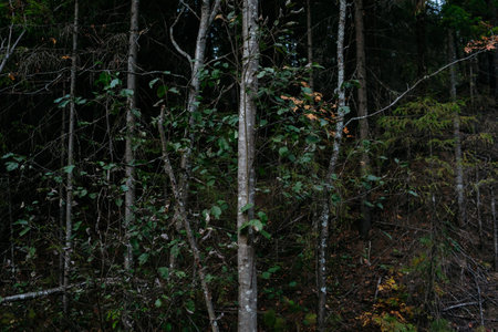 Landscape. Mysterious northern forest after sunset on an autumn evening. Trees in close-up at the place of the windfall.の写真素材