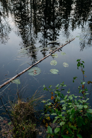 Forest lake in autumn after sunset with water lilies and cold water.の写真素材