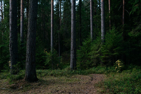 Landscape. Mysterious northern forest after sunset on an autumn evening.の写真素材