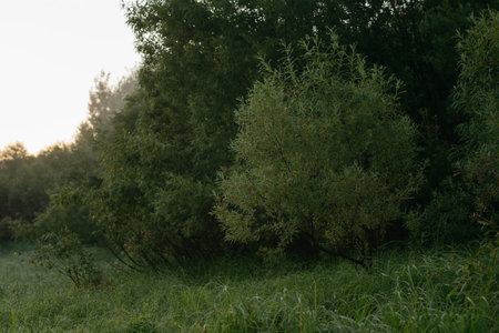 Dawn on the riverbank. Vegetation covered with moistureの写真素材