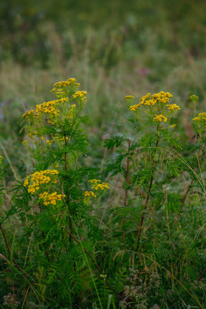 Flowers and herbs in the fields in the early morningの写真素材