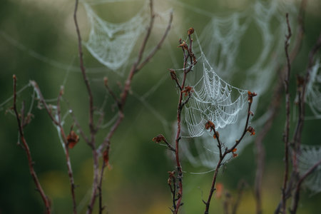 Cobwebs on rosehip branches in the field in the early morningの写真素材