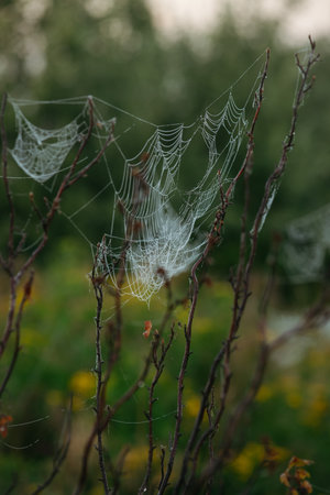 Cobwebs on rosehip branches in the field in the early morningの写真素材