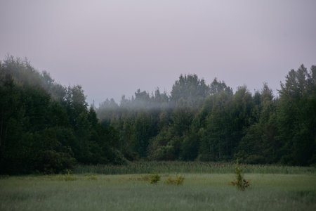 Morning fog in the valley floor.の写真素材