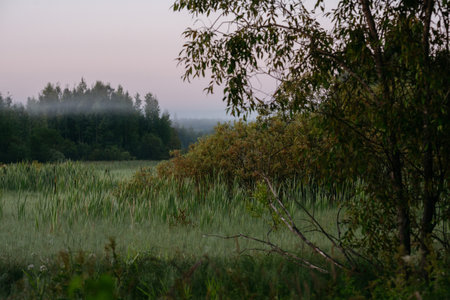 Morning fog in the valley floor.の写真素材