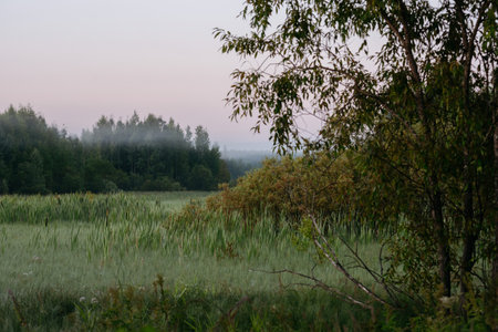 Morning fog in the valley floor.の写真素材