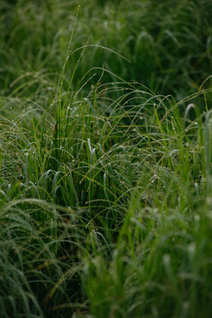 Grass covered with dew drops in the morningの写真素材