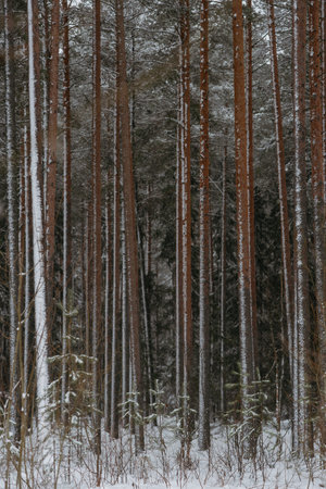 Wintery snow-covered forest, with huge snow caps on firs and pinesの写真素材