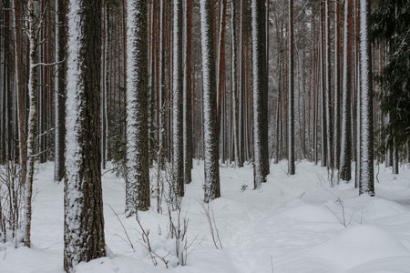 Wintery snow-covered forest, with huge snow caps on firs and pinesの写真素材
