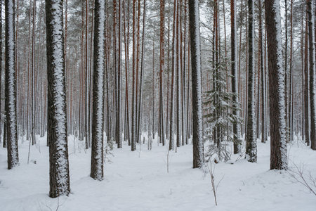 Wintery snow-covered forest, with huge snow caps on firs and pinesの写真素材