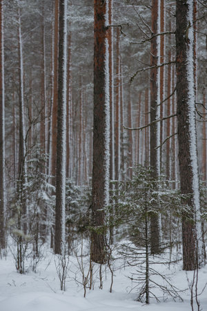 Wintery snow-covered forest, with huge snow caps on firs and pinesの写真素材