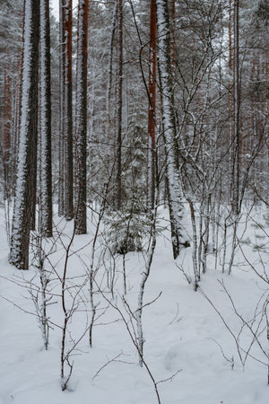 Wintery snow-covered forest, with huge snow caps on firs and pinesの写真素材