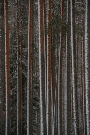 Wintery snow-covered forest, with huge snow caps on firs and pinesの写真素材