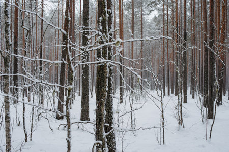 Wintery snow-covered forest, with huge snow caps on firs and pinesの写真素材