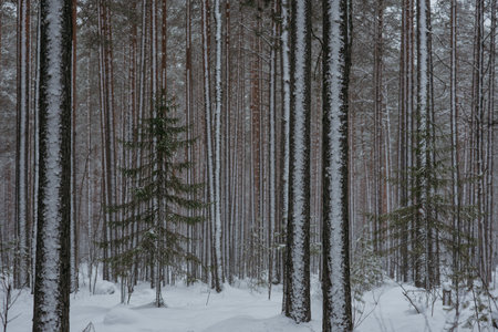 Wintery snow-covered forest, with huge snow caps on firs and pinesの写真素材
