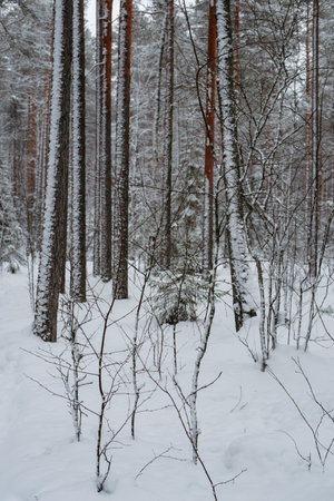 Wintery snow-covered forest, with huge snow caps on firs and pinesの写真素材